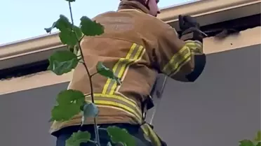 İnegöl'de Ebabil Kuşu Kurtarıldı