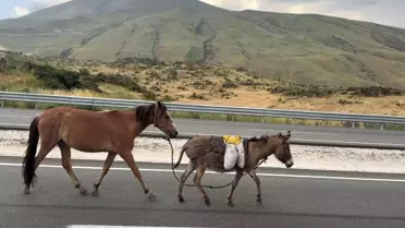 Yolda Koşan At ve Eşek Sürücülere Zor Anlar Yaşattı