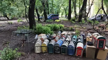 Bahisli Horoz Dövüşüne Baskın: 15 Gözaltı