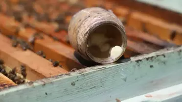 Dünyanın en pahalı yiyeceği! Kilosu 45 bin lira, sadece 2 çay kaşığı üretilebiliyor
