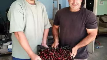 Akşehir'de İlk Kiraz Hasadı 300 TL