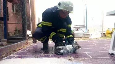 Balık Ağına Takılan Kedi İtfaiye Ekipleri Tarafından Kurtarıldı