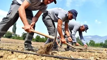Konyaaltı Belediyesi Çandır Fasulyesi Ekimini Gerçekleştirdi