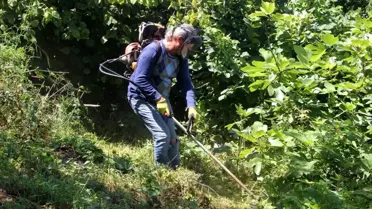 Fındık Hasadı İçin Temizlik Çalışmaları Başladı
