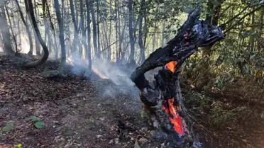 Düzce'de Orman Yangını Kontrol Altında