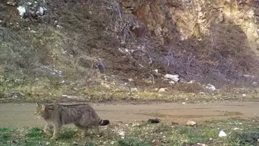 Bursa'da Yaban Kedisi Görüntülendi
