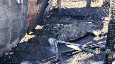 Tekirdağ'da Yangın: 35 Hayvan Telef Oldu