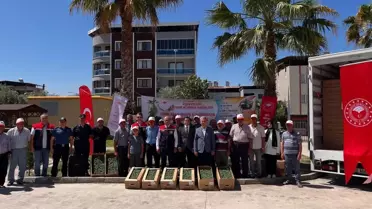 Buharkent'te Domates Fidesi Dağıtımı Gerçekleştirildi
