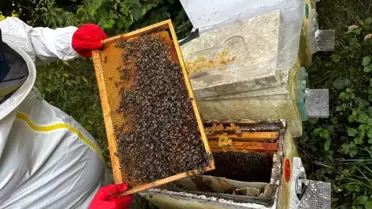 Dedesinin Mesleğiyle Arıcılığa Başladı, 1 Ton Bal Hedefliyor