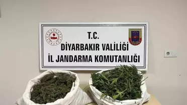 Diyarbakır'da Esrar ve Kenevir Operasyonu