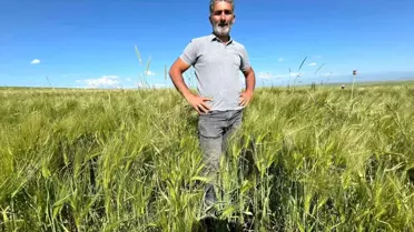 Kars'ta Umut Veren 'Amiral Arpa' Çeşidi