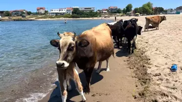 Kocaeli'de İnekler Sahilde Serinliyor