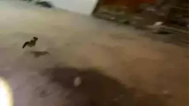 Minibüste Sıkışan Kedi Kurtarıldı