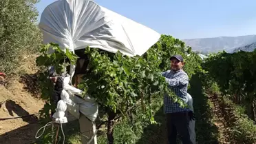 Sarıgöl'de Üzüm Bağları Koruma Altında