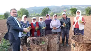 2025 Tütün Kırımı ve Biçerdöver Ücretleri Belirlendi