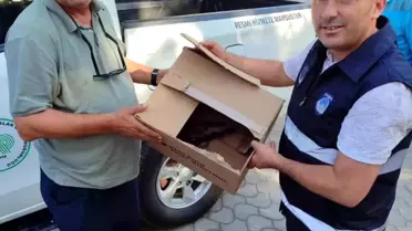 Yaralı Atmaca Koruma Altına Alındı