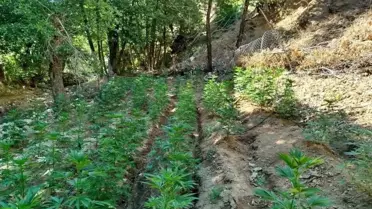 Bingöl'de Uyuşturucu Operasyonu
