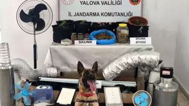 Yalova'da Uyuşturucu Yetiştiren Şüpheli Yakalandı