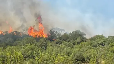 Bursa'da Orman Yangını