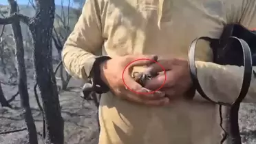 Yavru Kuş Yangından Kurtarıldı