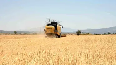 Acıpayam'da Arpa Hasadı Başladı