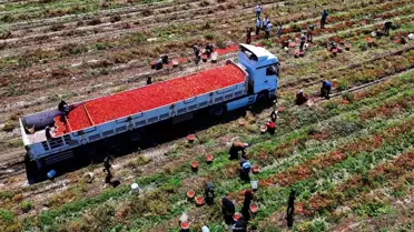 Adana'da Domates Fiyatları Düşüyor