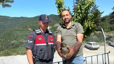 Yaralı Karabatak ve Karga Doğal Yaşam Alanlarına Salındı