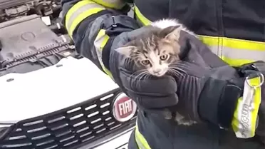 Kırıkkale'de İki Kedi Kurtarıldı