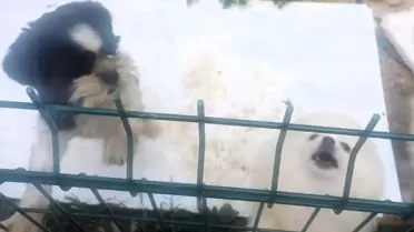 Kırklareli'nde Kaçak Köpek Üretimine Baskın