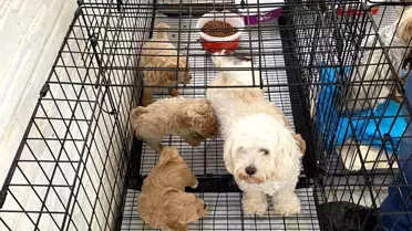 Kırklareli'nde Kaçak Hayvan Üretimine Baskın: 12 Köpek Kurtarıldı