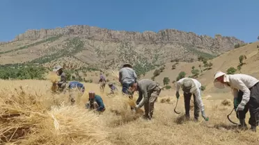 Hakkari'de Çiftçiler İmece Usulü Hasat Yapıyor