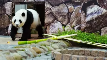 Panda Dönüşü: Wakayama'daki Pandalar Çin'e Gidiyor