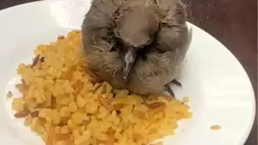 Sıcak Havada Kuşa Yardım Eli