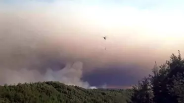 Sakarya'da Orman Yangını Sürüyor