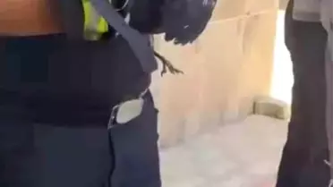 Yavrusu Kurtarılan Karga Sevinç Yarattı