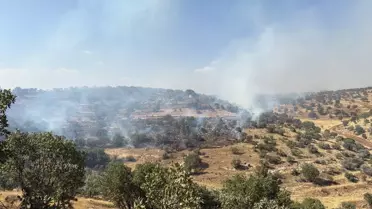 Nusaybin'de Orman Yangını