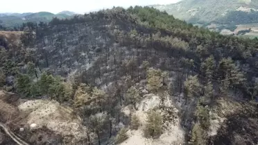 Sakarya'daki Orman Yangını Havadan Görüntülendi