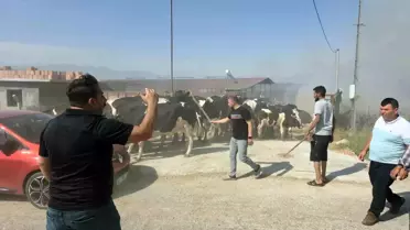 İzmir'de Yangın Panik Yaratıyor: Evler Küle Dönüştü