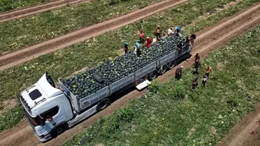 Adana'da Karpuz Fiyatları Düşüşte