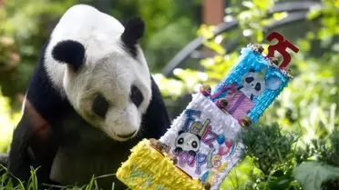 Panda Xin Xin'in 35. Doğum Günü Kutlandı