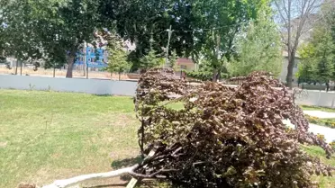 Gölbaşı'nda Şiddetli Rüzgar Ağaçları Deviriyor