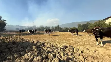 Adana'da Orman Yangınına Çiftçilerden Anında Müdahale