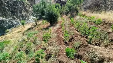 Bingöl'de Kenevir Operasyonu: 5 Bin Kök Ele Geçirildi