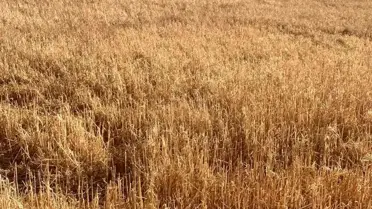 Hayrabolu'da Dolu Yağışı Tarım Alanlarını Vurdu
