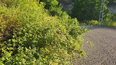 İspir'de Yol Güvenliği Tehlikede: Dikenler ve Otlar Görüş Mesafesini Kısıtlıyor