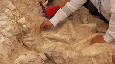 Keçi çobanının keşfettiği fosil alanı 7,7 milyon yıla tarihlendirildi