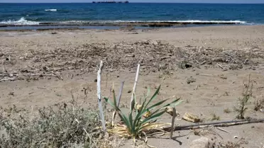 Alanya'da Kum Zambakları Koruma Altında