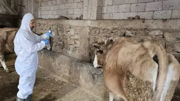 Ülke genelinde tüm hayvan pazarları kapatıldı