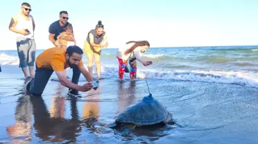 Mersin'de 'Soli' adlı deniz kaplumbağası uydu ile izlenmek üzere denize bırakıldı
