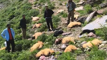 Yüksekova'da Koyun Sürüsü Uçurumdan Düştü